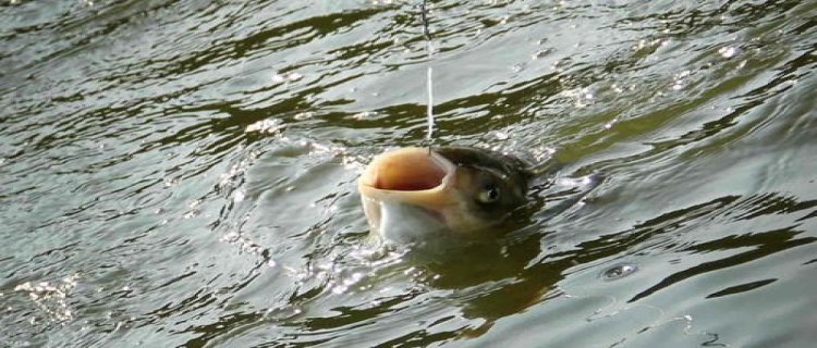 冬天钓鲢鳙钓底还是钓浮，钓多深合适