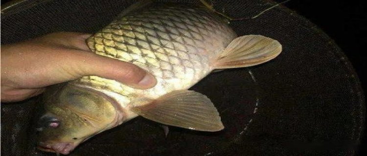 夏季夜钓用腥饵还是香饵，深水好还是浅水好