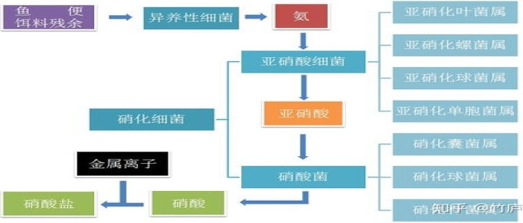 硝化细菌爆氧几天可以被激活，怎么建立硝化系统