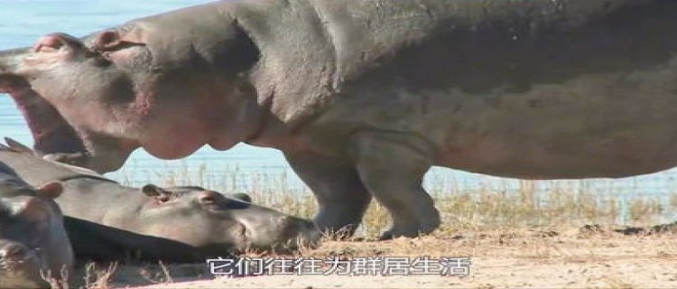 河马能打过鳄鱼吗，和鳄鱼哪个厉害