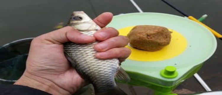 夏天钓鲫鱼用什么饵料最好，用几号钩