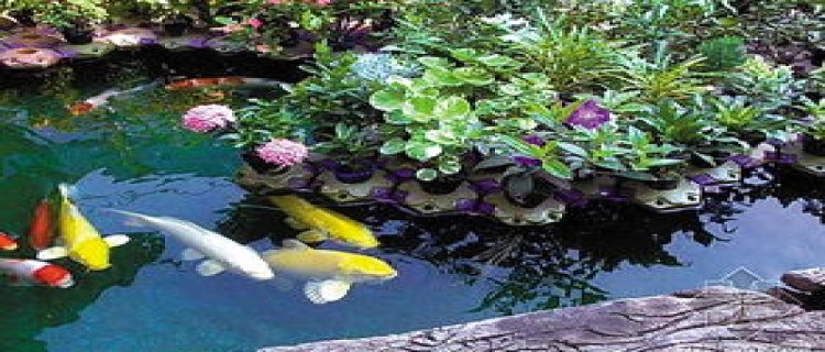 露天锦鲤鱼池怎样换水(怎样在家做锦鲤鱼池)