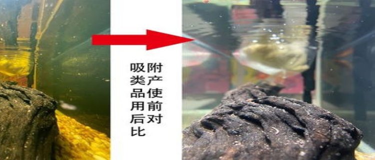 鱼缸黄水但水很清澈怎么办，鱼缸黄水有哪些原因