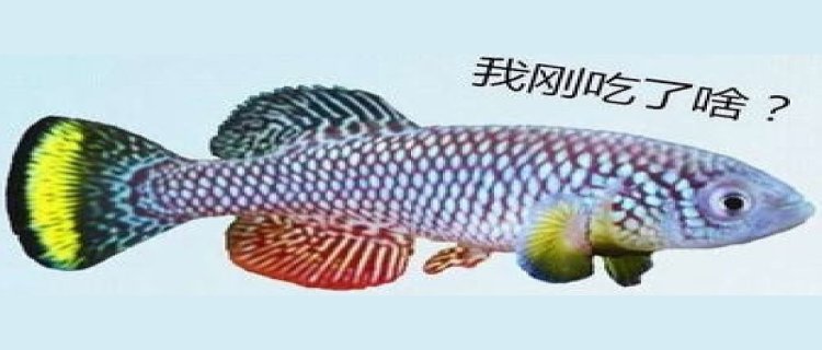 青鳉鱼吃蚊子幼虫吗，还吃什么