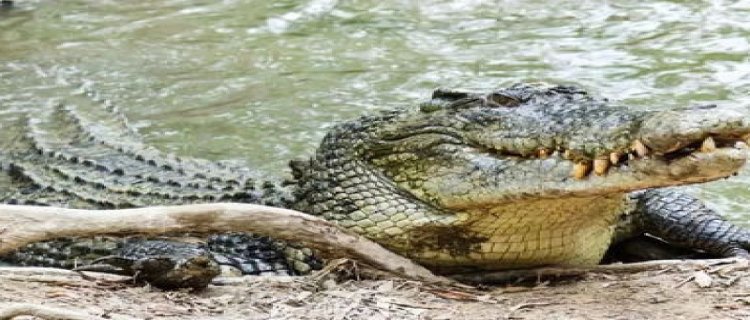 中国本土鳄鱼种类(中国本土有没有鳄鱼)