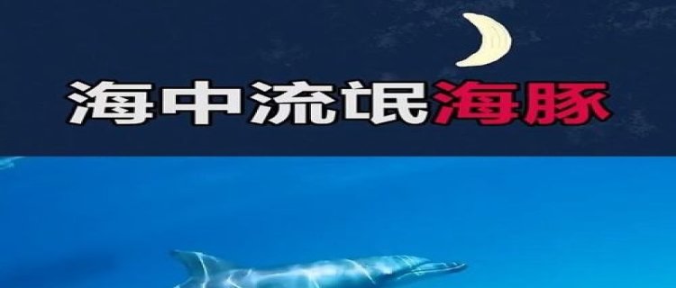 海豚为什么称为海中流氓(为什么海豚是海中精灵吗)