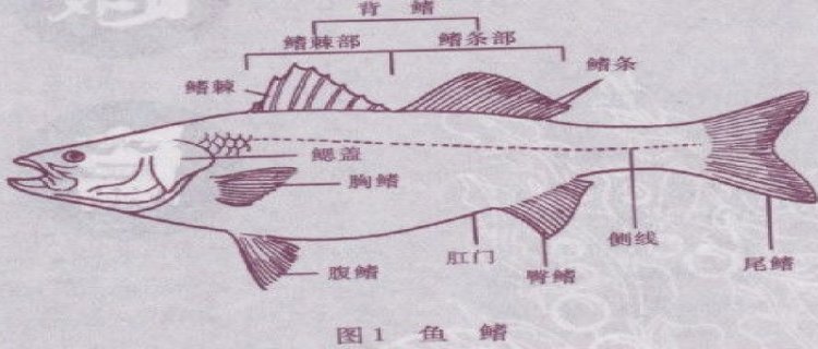 鱼用什么游泳的，鱼鳍的作用有哪些