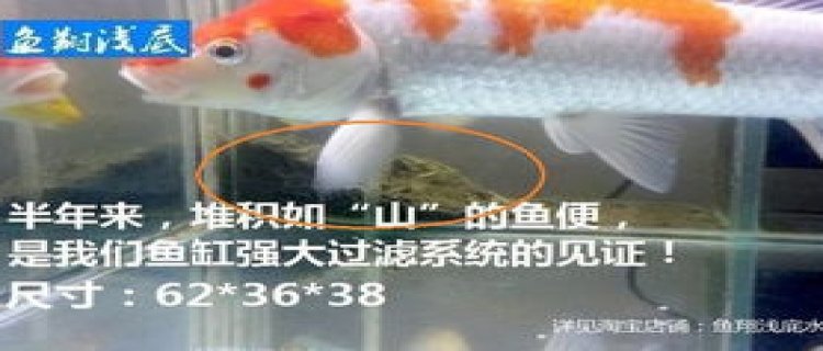 长40厘米宽25鱼缸养多少条鱼(长40厘米宽25鱼缸养多少条鱼好活)