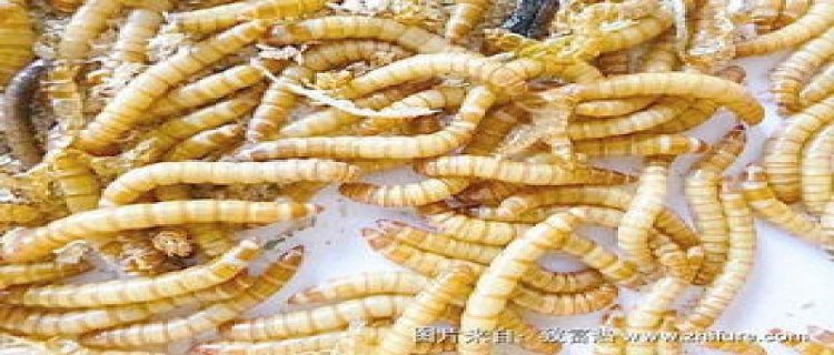 泰国斗鱼吃什么食物，能吃面包虫吗