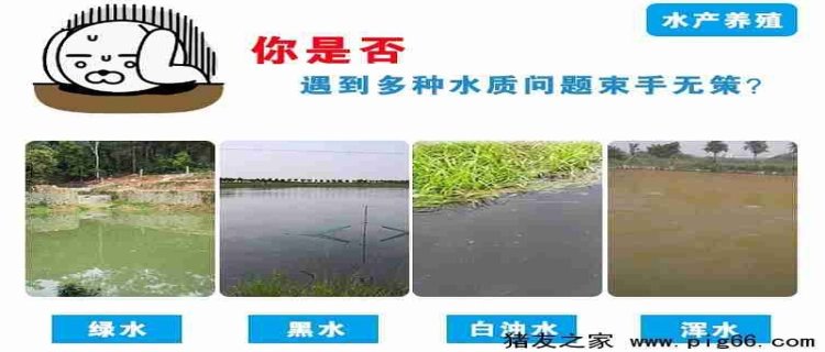 新挖鱼塘水浑浊怎样变清，水为什么浑浊