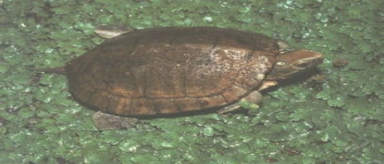 眼斑水龟是保护动物吗(水龟保护动物名单)