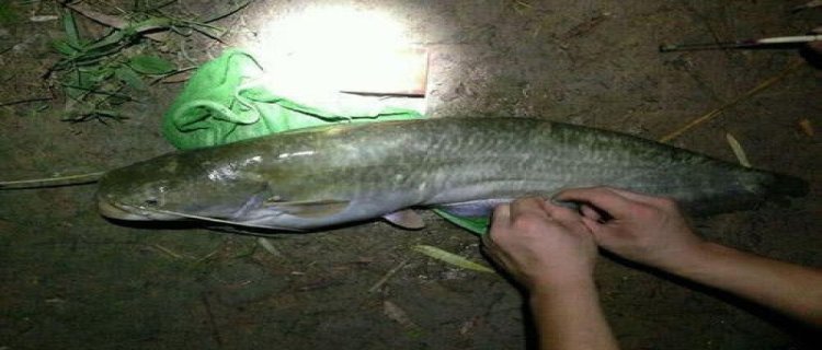 一天中钓鲶鱼最佳时间(鲶鱼最爱吃的10种食物)