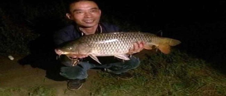 六月份可以钓鲤鱼吗，夜钓鲤鱼技巧