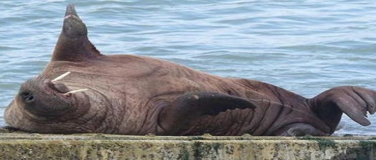 海狮海豹海狗海象是哺乳动物吗(海獭海狮海豹海狗海象)