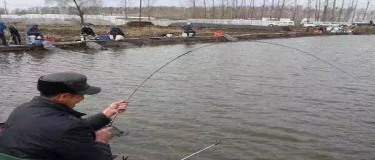 黑坑钓鲤鱼偷驴是什么意思，用几克浮漂