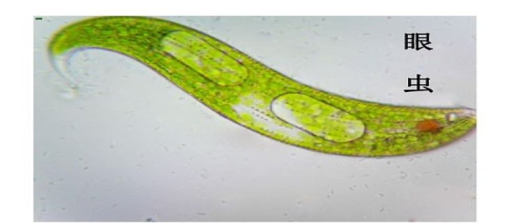 水蚤线虫是单细胞生物吗(秀丽隐杆线虫是单细胞生物吗)