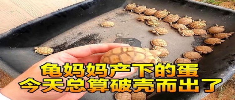 草龟什么时候开始发情(草龟什么时候发情期)