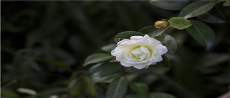 茶花种子什么时候采摘(茶花的种子能种吗什么时候种)