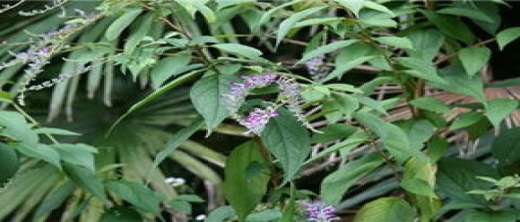 醉鱼草花语和传说(醉鱼草的花语和寓意)