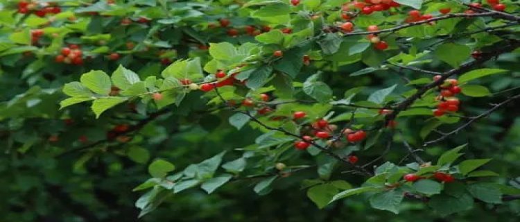 毛樱桃的虫害防治 常见虫害的防治清除方法