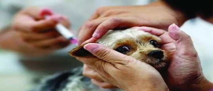 其实大部分人不用打狂犬疫苗有什么说法 人得狂犬病的几率大吗(其实大部分人不用打狂犬疫苗 十日观察)