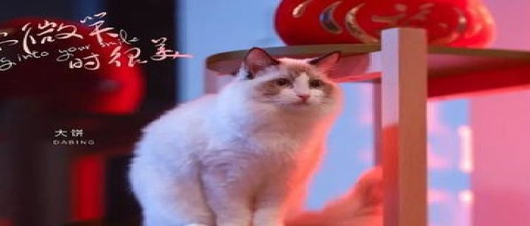 你微笑时很美童谣的猫咪大饼是什么品种 你微笑时很美童谣同款猫多少钱