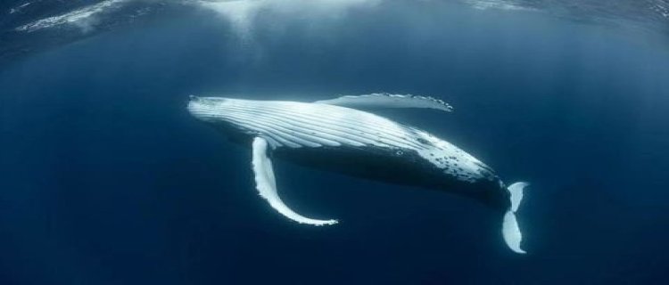 为什么说鲸鱼是孤独的(为什么说鲸鱼不是鱼)