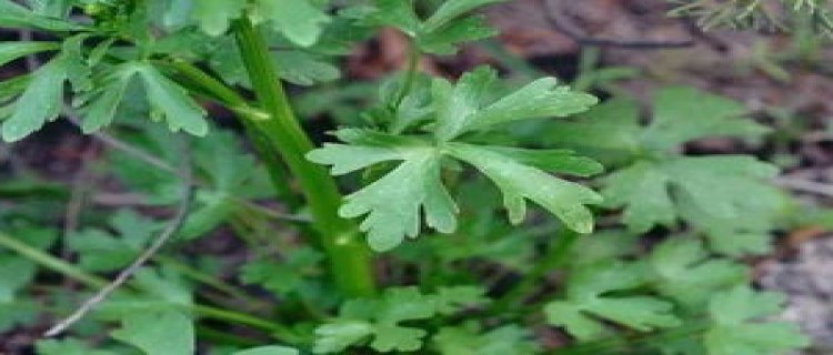 给恋爱脑的姐妹挖野菜是什么梗 给恋爱脑的姐妹挖野菜出自哪