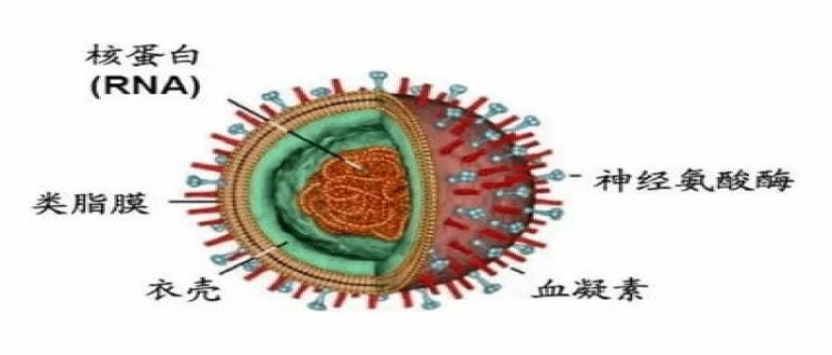 新冠和甲流有什么区别 新冠和甲流怎么区分
