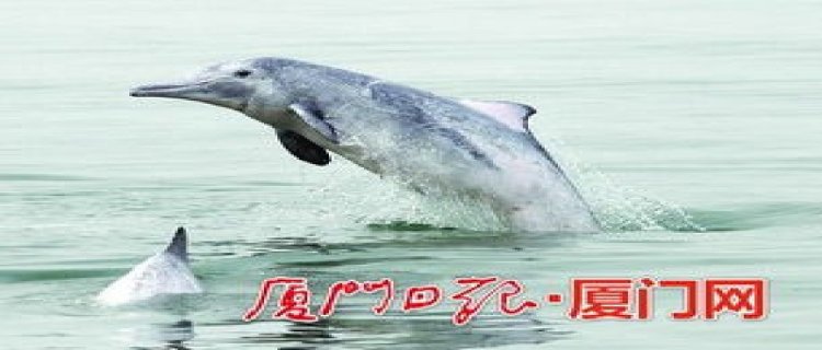 厦门海域有海豚吗(厦门海域今日潮汐表)