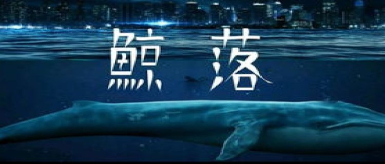 鲸鱼为什么喷水(鲸鱼为什么喷水教案反思)
