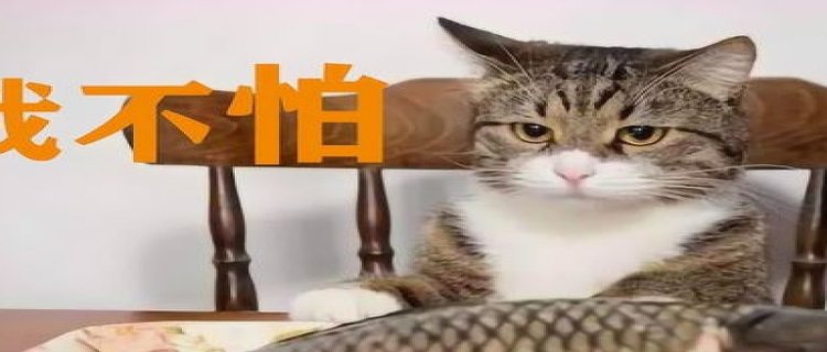 猫吃鱼为什么不怕刺 猫咪吃鱼的好处