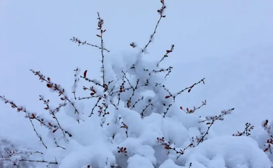 长沙12月中旬天气有什么变化，2023年长沙12月中旬下雪概率大吗