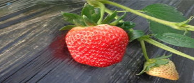 奶油草莓现在多少钱一斤?(奶油草莓种子种植时间和方法)