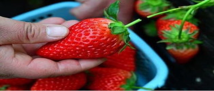 什么是奶油草莓 ？奶油草莓的特点