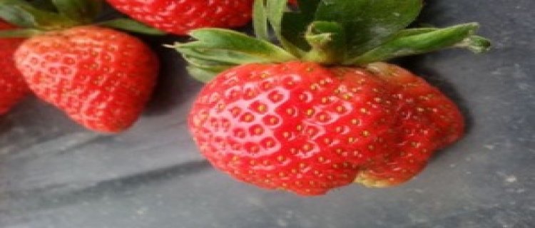 奶油草莓怎么种植(奶油草莓怎么种植方法)