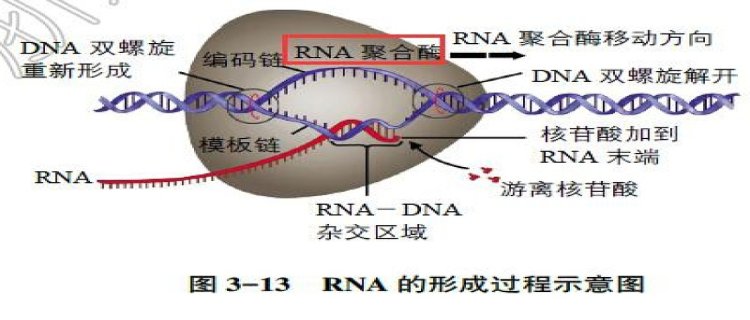 有哪一种酶可抑制“渐冻症”诱因蛋白积聚