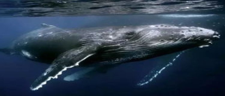 鲸鱼是鱼吗 鲸鱼属于什么动物