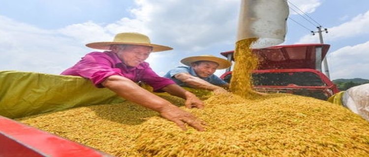 粮食安全是全球治理的重要内容(粮食安全是全球治理的重要内容什么零贫困)