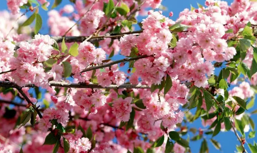 2024武汉樱花什么时候开，2024年武汉3月份有樱花了吗