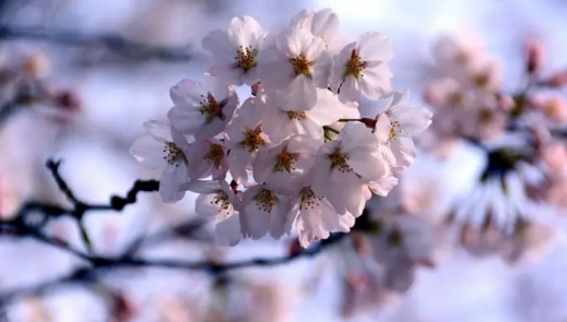 南京鸡鸣寺樱花花期是几月到几月，2024年南京鸡鸣寺樱花什么时间开