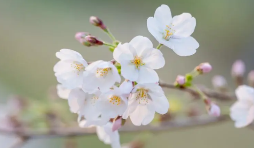 武汉樱花花期到什么时候结束（2024年武汉5月份有樱花吗）