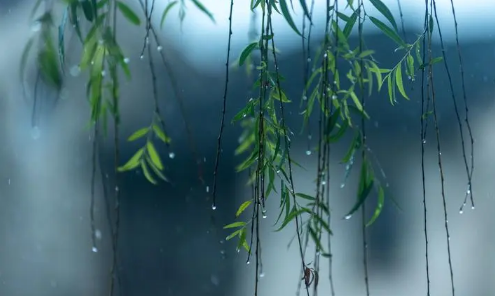 上海的梅雨季节是几月到几月(上海2024年什么时候出梅)
