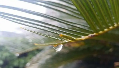 云南6月份降雨量怎么样，2024年6月云南多雨吗